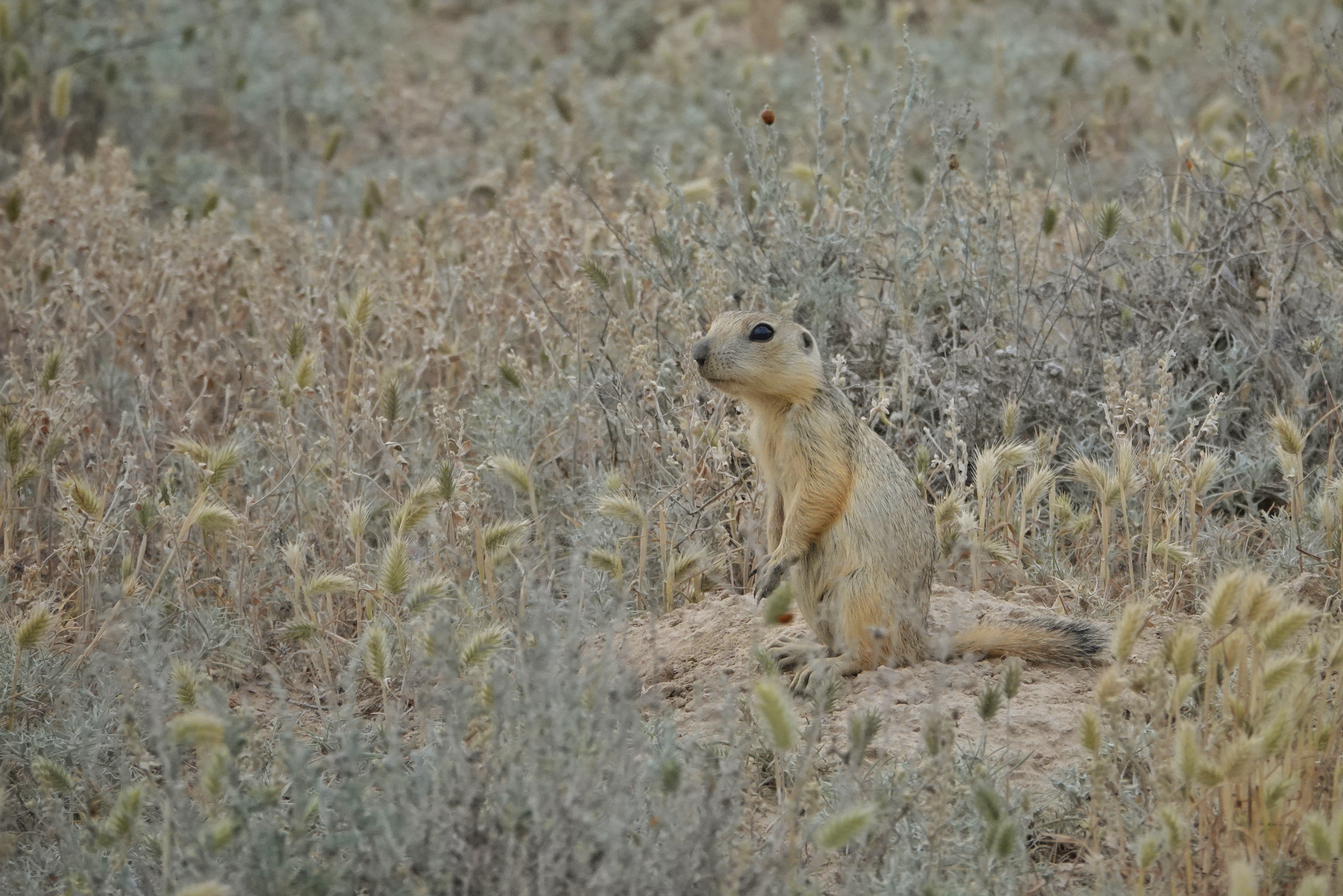 Renard ou petit mammifère dans la steppe